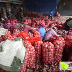 供应：金乡冷库洋葱（红-黄）都有