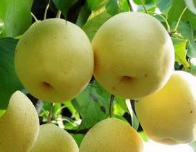 陕西酥梨个大丰满，多汁酥脆