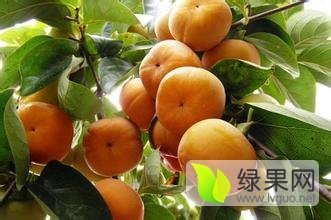 大荔范家镇9月黄柿子营养丰富