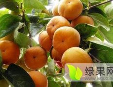 大荔范家镇9月黄柿子营养丰富