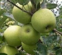 黄元帅苹果寒亭开元张学东9月