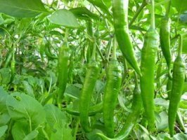 山东莘县金牛角辣椒著名品牌