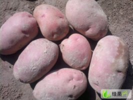 山西神池青薯9号土豆火热上市
