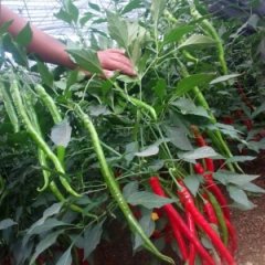 山东昌乐线椒辣椒名扬天下