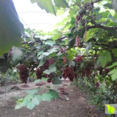 封丘葡萄质量上乘,荆龙甄峰诚信合作