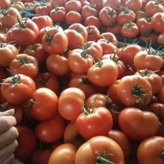 东昌府大红西红柿上货量大！沙镇刘长江诚信合作