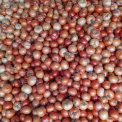 2015东昌府西红柿俏销大江南北