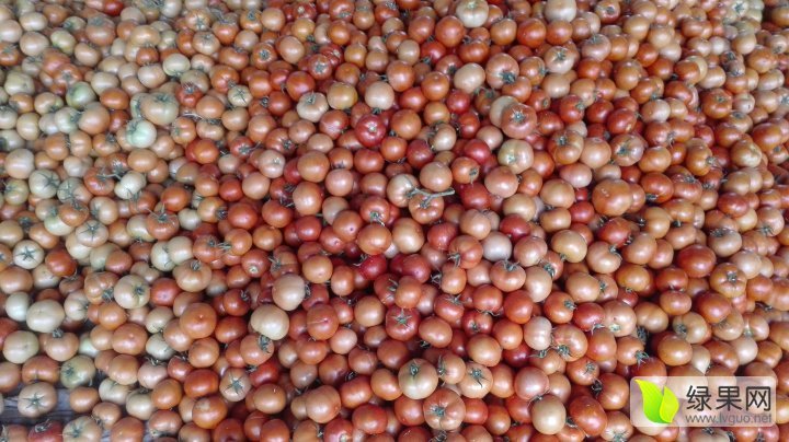 2015年山东东昌府以色列西红柿价格