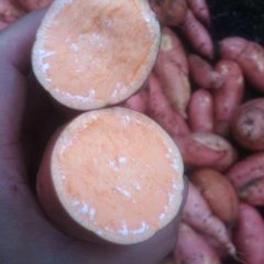 2015富川红薯价格波动不大