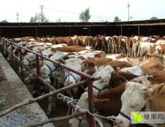 山西云河牧场出售肉牛、奶牛