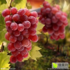 晋州市葡萄口感爽口桃园姚建英诚信合作