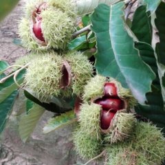 费县板栗天然生长，没有使用任何农药！