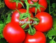 山东莘县以色列西红柿大量上市