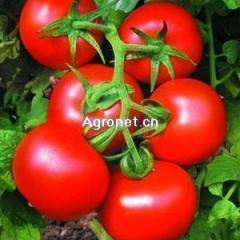 山东莘县以色列西红柿大量上市