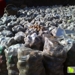 甘肃定西临洮青薯168：0.72元/斤！