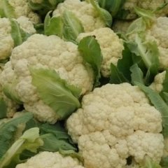 山东肥城雪玉菜花大量供应-王庄镇郭启银