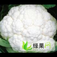 山东肥城雪玉菜花绿色无公害
