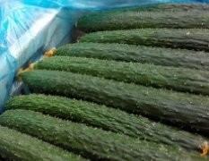 莘县燕店李双超9月德瑞特721黄瓜