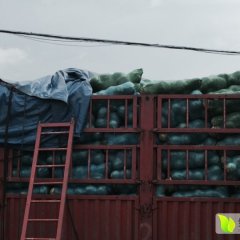 2015阳曲甘蓝值得出手