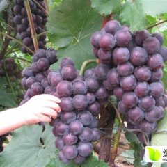 山东巨峰葡萄大量上市，英先生诚信代办
