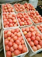 2015年山东夏津硬粉西红柿价格