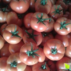 东昌府大红西红柿以大量上市！沙镇刘长江诚信