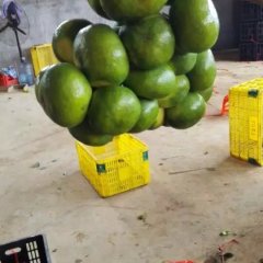 江永柑橘口感爽口回龙卢燕军诚信合作