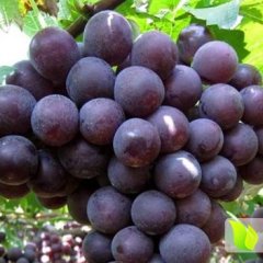 2015清苑葡萄价格波动不大