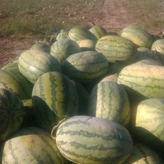 翁牛特旗桥头毕明志9月冠龙西瓜