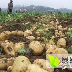 内蒙古牙克石荷兰七号土豆假一赔十
