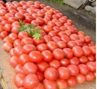 山东费县硬粉西红柿价格代办