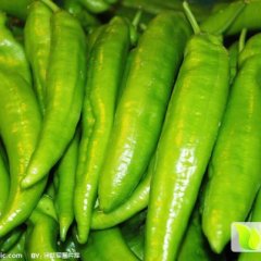 2015睢阳辣椒价格波动不大