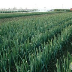 安丘大葱名优产品,凌河刘福祥诚信合作