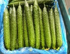 山东莘县亮丰黄瓜名扬天下