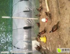 2015沭阳特种养殖野鸡营养丰富