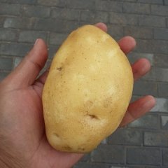 鄂托克前旗土豆价格适宜,敖镇石有泉诚信合作