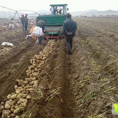 2015沽源周边苏志成9月荷兰十五土豆