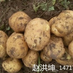 吉林省公主岭市延薯四号赵洪坤