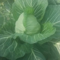 沛县甘蓝价格行情平稳,张庄张书林诚信合作