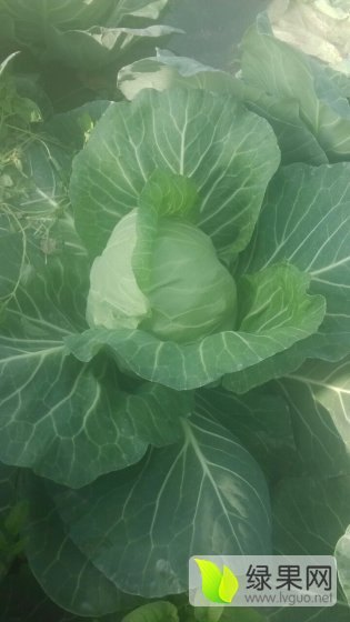 2015年江苏沛县球茎甘蓝价格