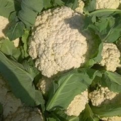 2015沛县菜花今年价格有看点