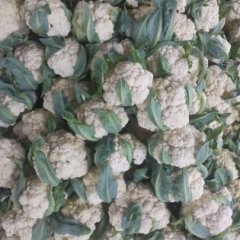 东昌府沙镇刘刚9月雪玉菜花