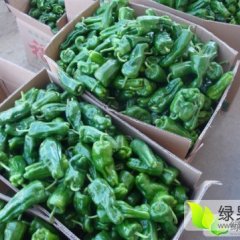 山东费县砀椒三号辣椒品质优良