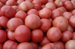 2015内黄西红柿再不来就没机会了！