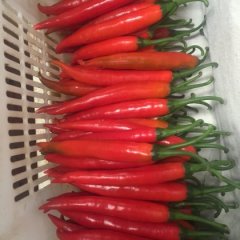 农村自己种植的目前有大量红椒已经上市