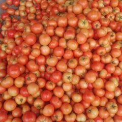莘县河店马永乐8月齐达利西红柿