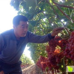 华阴葡萄欢迎合作,华西王科昌诚信合作