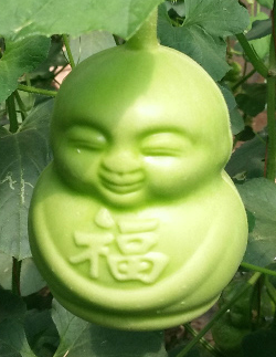 2015年山东莘县人参果价格