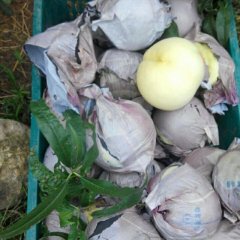 山东蜜桃何去何从,济南陈超诚信合作