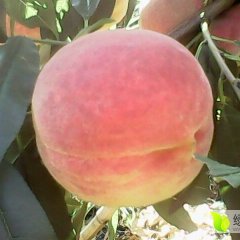 河北遵化红秋蜜蜜桃品质优良